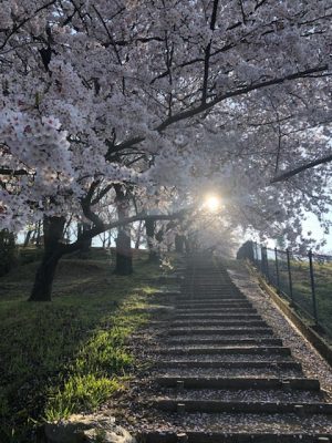 満開の桜